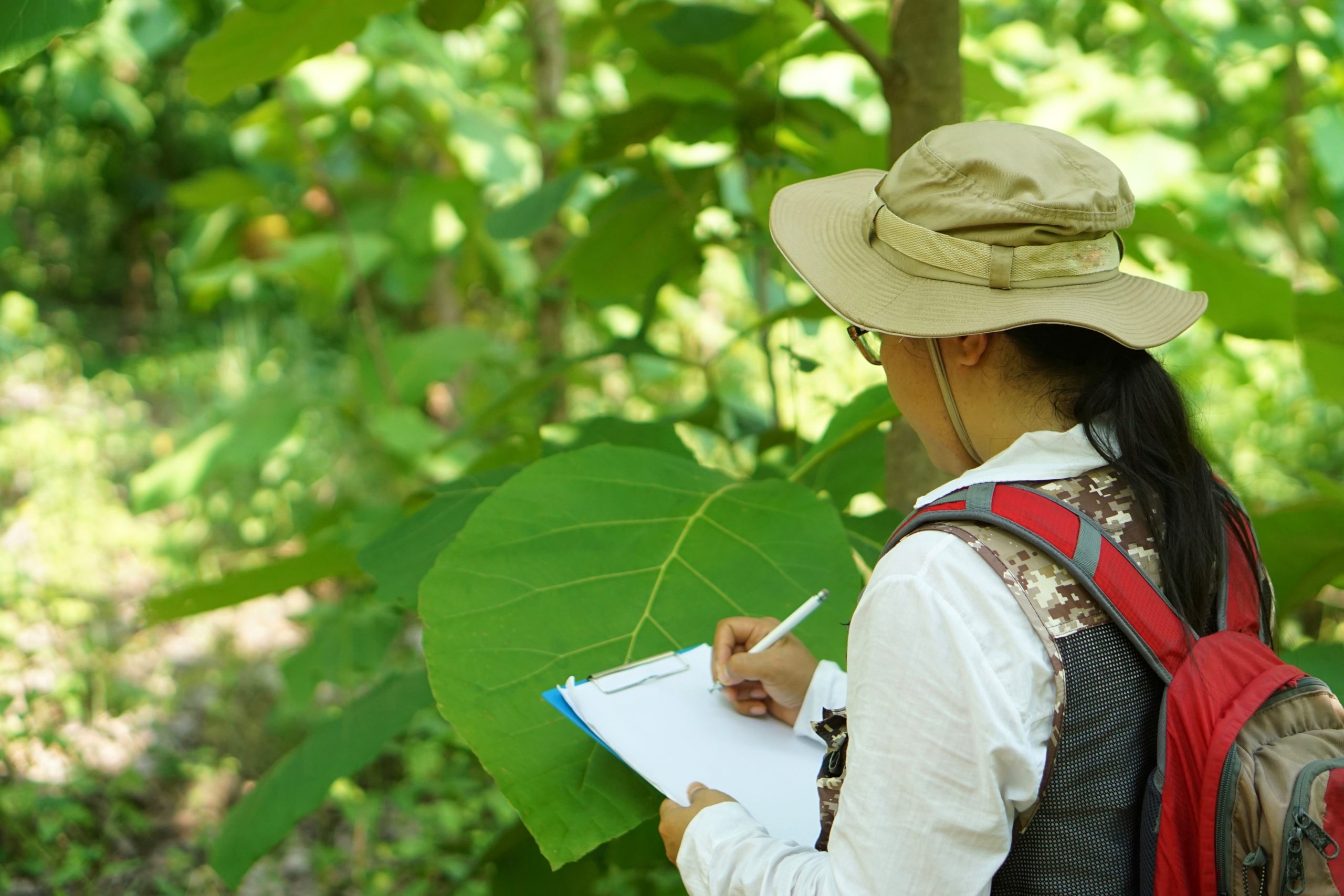 Asian female botanist is at the forest to survey and collect information about botanical plants. Concept field research outdoor.