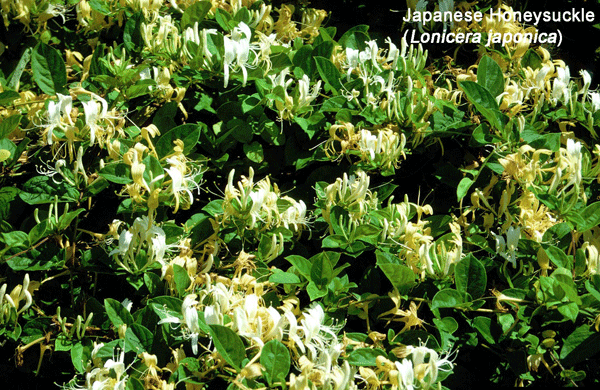 0001065_Japanese_honeysuckle_flower_large