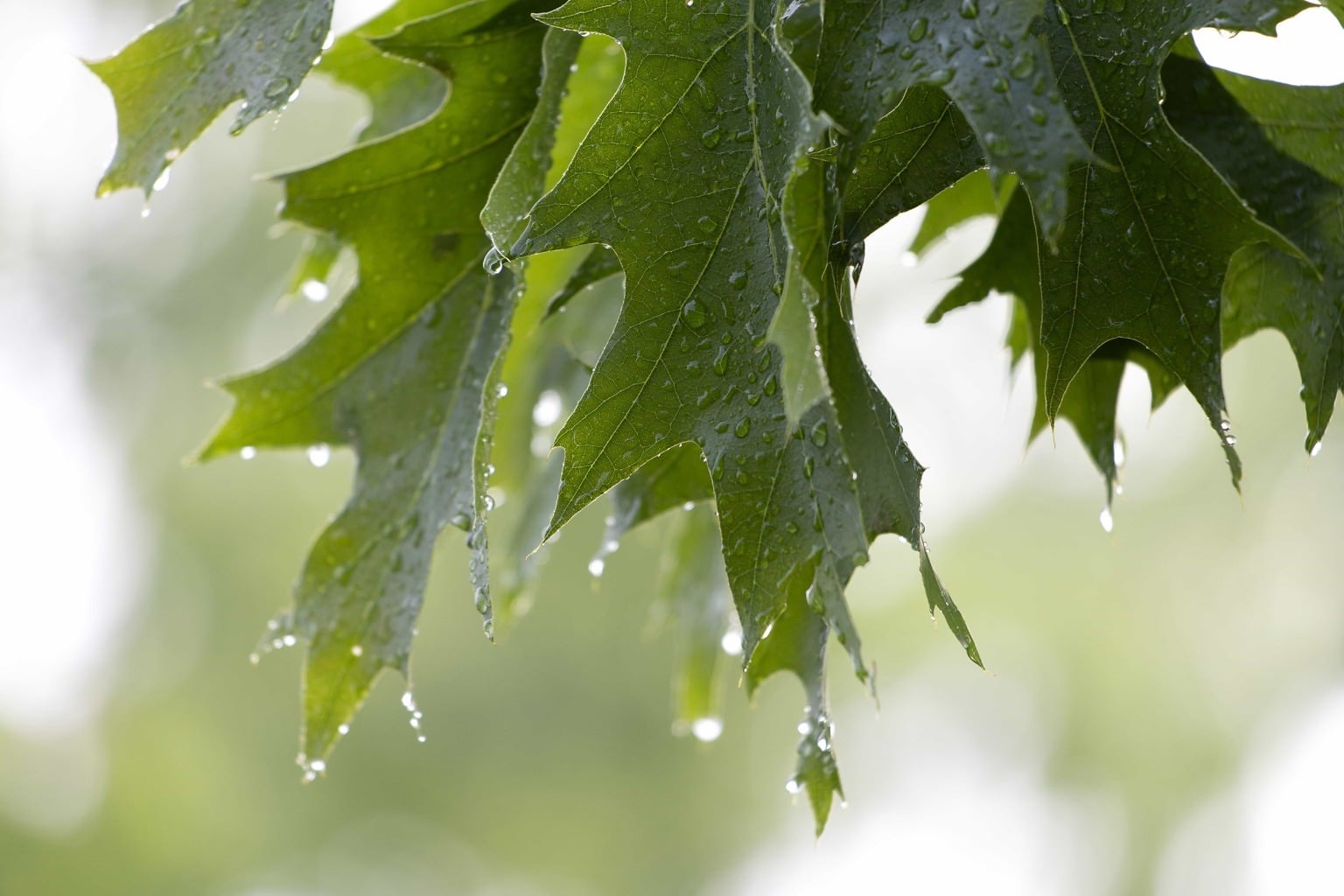 Raindrops on Oak Leaves